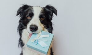 Darčeky pre psíkov, ktoré potešia aj majiteľov