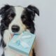 Darčeky pre psíkov, ktoré potešia aj majiteľov